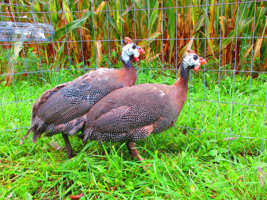 Guinea Fowl Whole (Non-GMO)