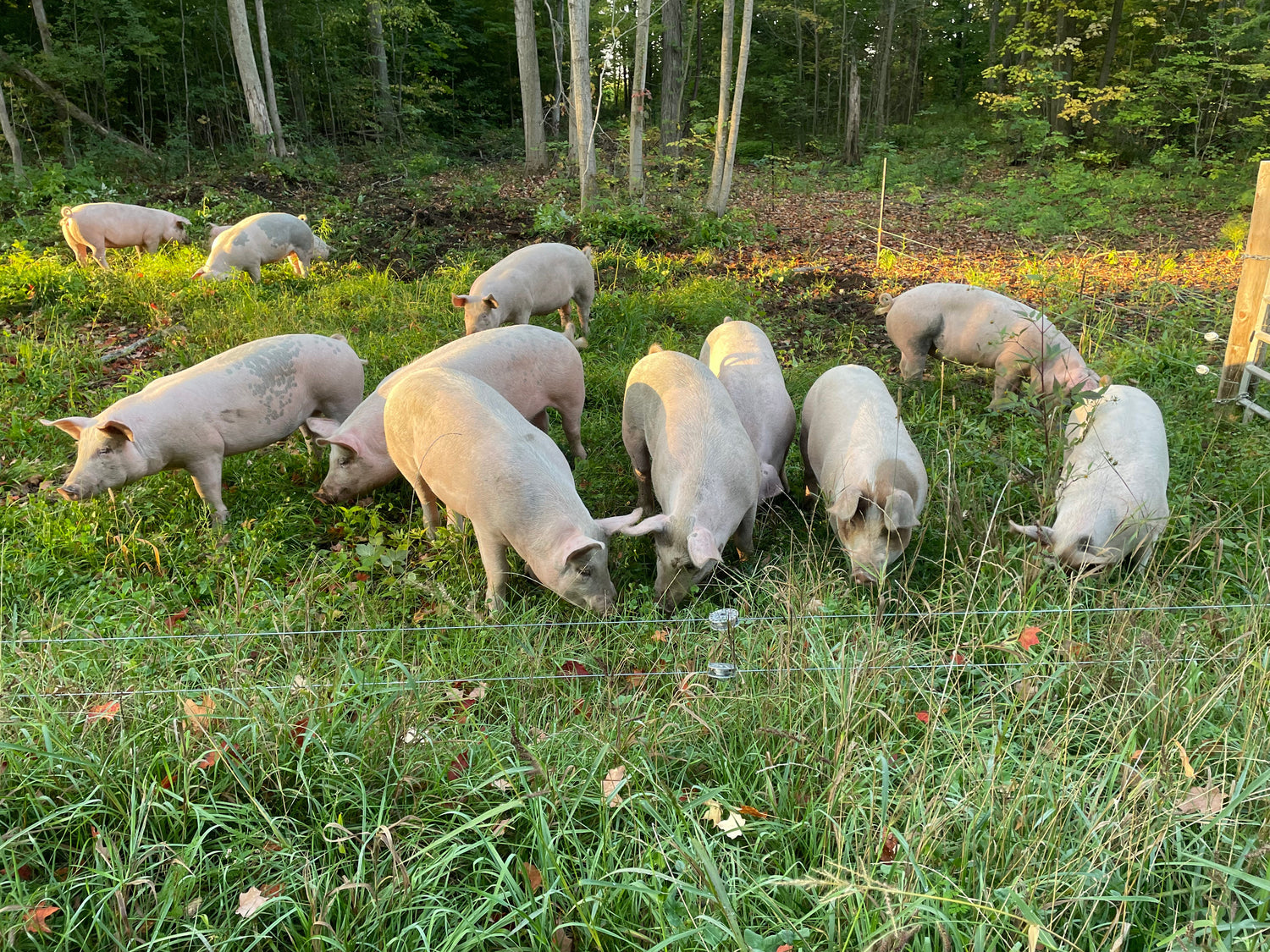 Organic Forest-Finished Pork