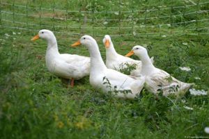 Non-GMO Pastured Duck