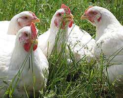 Organic Pastured Chicken