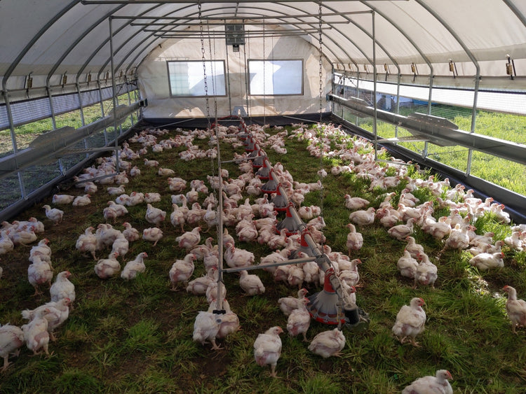 Organic Pastured Chicken