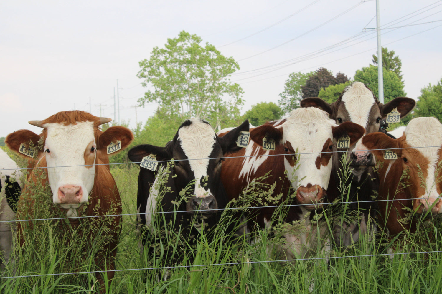 Organic Grass-Fed Beef