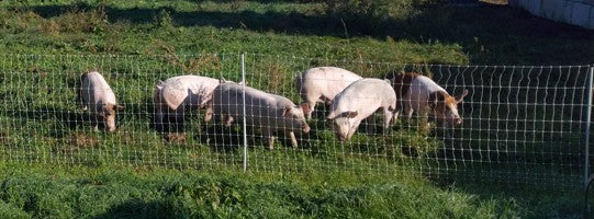 Organic Forest-Finished Pork