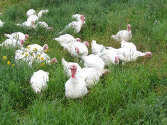 Organic Pastured Turkey