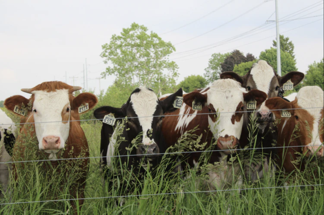 Organic & Grass-fed Beef Sampler Box